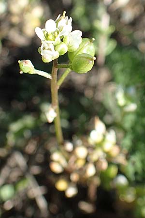 Cochlearia danica \ D�nisches L�ffelkraut / Danish Scurvy-Grass, D Frankfurt Airport 26.5.2017