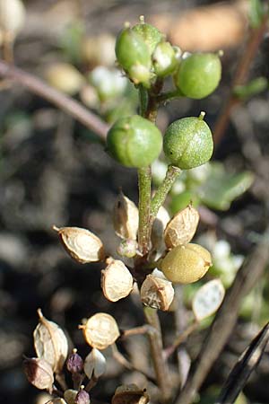 Cochlearia danica \ D�nisches L�ffelkraut / Danish Scurvy-Grass, D Frankfurt Airport 26.5.2017