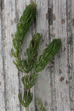Ceratophyllum demersum \ Raues Hornblatt / Rigid Hornwort, D Ludwigshafen 9.9.2017