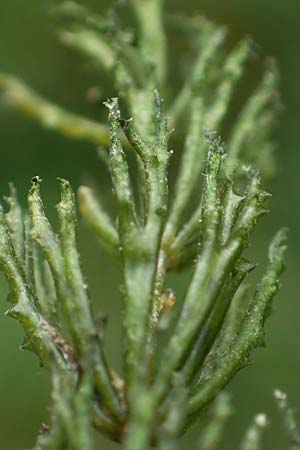 Ceratophyllum demersum \ Raues Hornblatt / Rigid Hornwort, D Ludwigshafen 9.9.2017