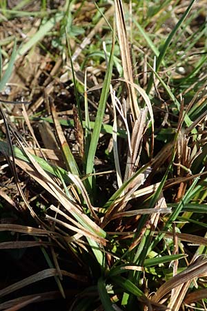 Carex distans \ Entfernt�hrige Segge, L�cken-Segge / Distant Sedge, D Hanhofen 14.4.2018