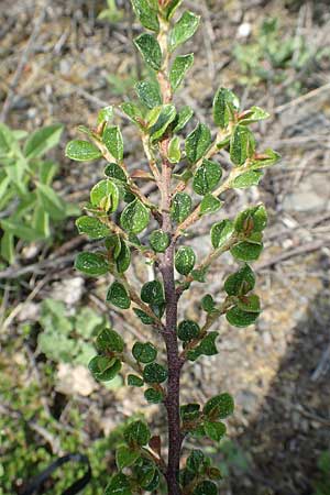 Cotoneaster dammeri \ Teppich-Zwergmispel / Bearberry Cotoneaster, D Haiger 9.5.2018