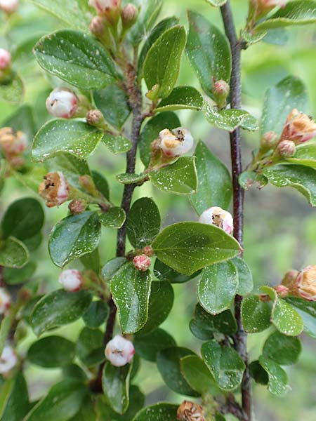 Cotoneaster dammeri \ Teppich-Zwergmispel / Bearberry Cotoneaster, D Haiger 9.5.2018