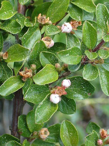 Cotoneaster dammeri \ Teppich-Zwergmispel / Bearberry Cotoneaster, D Haiger 9.5.2018