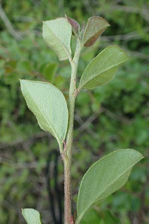 Cotoneaster dammeri \ Teppich-Zwergmispel / Bearberry Cotoneaster, D Haiger 9.5.2018