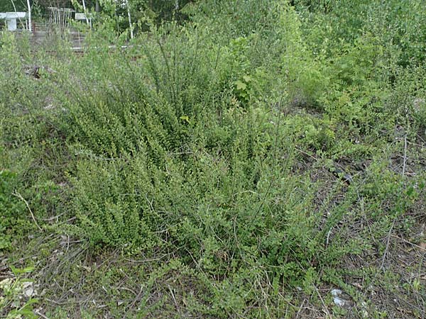 Cotoneaster dammeri \ Teppich-Zwergmispel / Bearberry Cotoneaster, D Haiger 9.5.2018