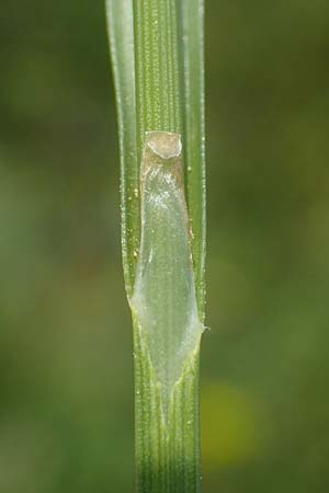 Carex distans \ Entfernt�hrige Segge, L�cken-Segge / Distant Sedge, D Biebesheim 12.5.2018