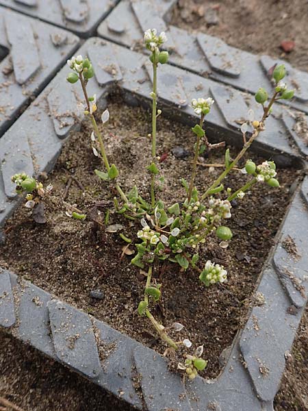 Cochlearia danica \ D�nisches L�ffelkraut / Danish Scurvy-Grass, D Bochum 22.5.2018