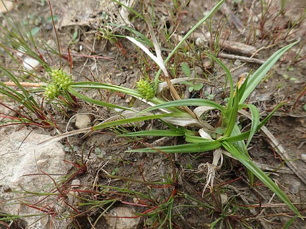 Carex demissa \ Gr�n-Segge / Common Yellow Sedge, D Drover Heide 24.5.2018