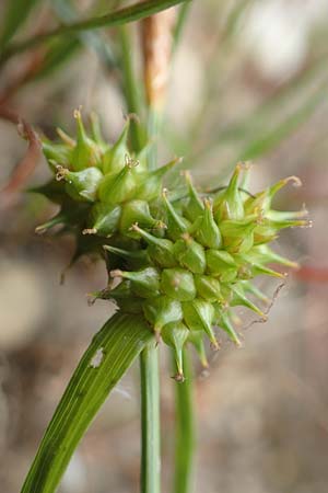 Carex demissa \ Gr�n-Segge / Common Yellow Sedge, D Drover Heide 24.5.2018