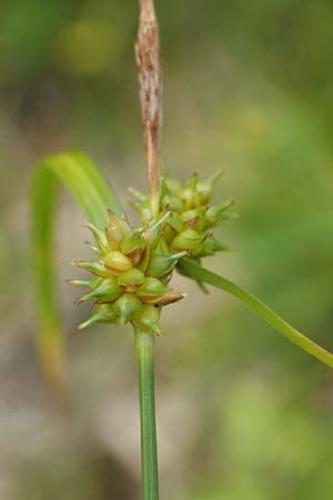 Carex demissa \ Gr�n-Segge / Common Yellow Sedge, D H&ouml;velhof 15.6.2018