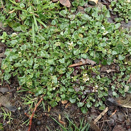 Cochlearia danica \ D�nisches L�ffelkraut / Danish Scurvy-Grass, D Herzogenrath-Kohlscheid 10.3.2019