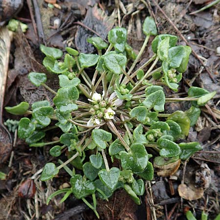 Cochlearia danica \ D�nisches L�ffelkraut / Danish Scurvy-Grass, D Herzogenrath-Kohlscheid 10.3.2019