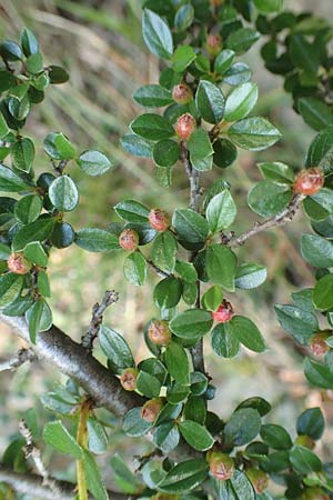 Cotoneaster divaricatus \ Sparrige Zwergmispel, Gl�nzende Zwergmispel / Spreading Cotoneaster, D Hagen 14.6.2019