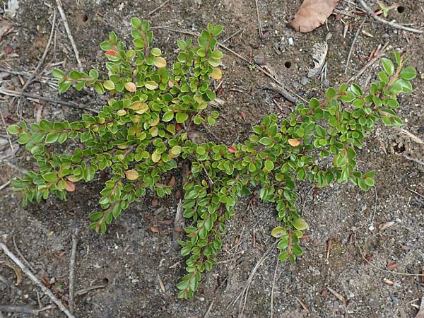 Cotoneaster divaricatus \ Sparrige Zwergmispel, Gl�nzende Zwergmispel / Spreading Cotoneaster, D Hagen 14.6.2019