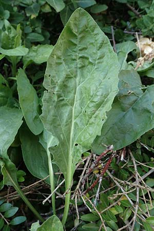 Lepidium draba \ Pfeilkresse / Hoary Cress, D Mannheim 15.9.2019