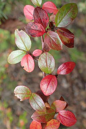 Cotoneaster divaricatus \ Sparrige Zwergmispel, Gl�nzende Zwergmispel / Spreading Cotoneaster, D Odenwald, Katzenbuckel 25.10.2019