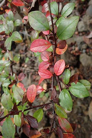 Cotoneaster divaricatus \ Sparrige Zwergmispel, Gl�nzende Zwergmispel / Spreading Cotoneaster, D Odenwald, Katzenbuckel 25.10.2019