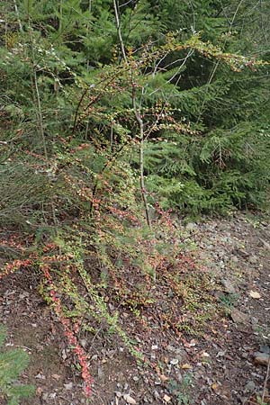 Cotoneaster divaricatus \ Sparrige Zwergmispel, Gl�nzende Zwergmispel / Spreading Cotoneaster, D Odenwald, Katzenbuckel 25.10.2019