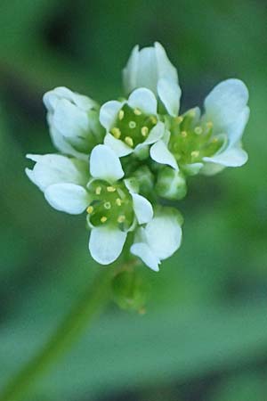 Cochlearia danica \ D�nisches L�ffelkraut / Danish Scurvy-Grass, D Frankfurt Airport 29.5.2021