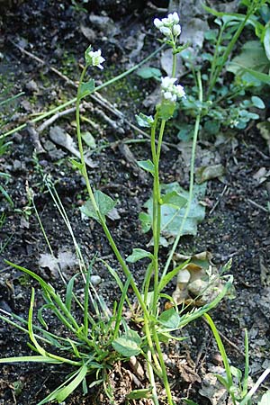 Cochlearia danica \ D�nisches L�ffelkraut / Danish Scurvy-Grass, D Frankfurt Airport 29.5.2021