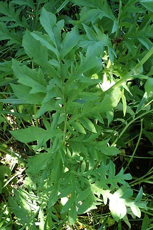Centaurea dealbata ? \ Kaukasus-Flockenblume, Zweifarbige Flockenblume / Persian Corn Flower, D Leistadt 13.6.2021