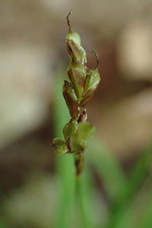 Carex digitata \ Finger-Segge / Fingered Sedge, D Dietfurt 5.5.2022