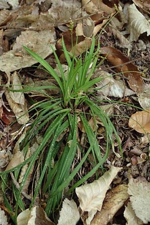 Carex digitata \ Finger-Segge / Fingered Sedge, D Dietfurt 5.5.2022