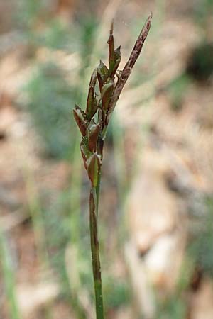 Carex digitata \ Finger-Segge / Fingered Sedge, D Dietfurt 5.5.2022