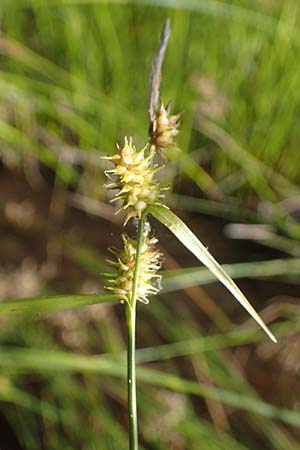 Carex demissa \ Gr�n-Segge / Common Yellow Sedge, D Hunsr&uuml;ck, B&ouml;rfink 18.7.2022