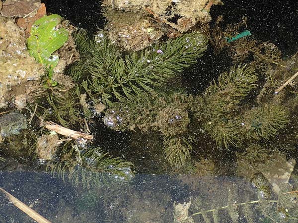 Ceratophyllum demersum \ Raues Hornblatt / Rigid Hornwort, D Eggenstein-Leopoldshafen 23.7.2022