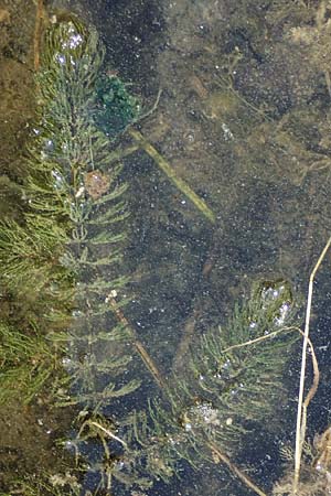 Ceratophyllum demersum \ Raues Hornblatt / Rigid Hornwort, D Eggenstein-Leopoldshafen 23.7.2022