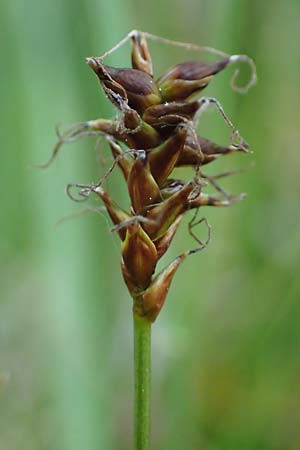 Carex dioica \ Zweih�usige Segge / Dioecious Sedge, D  2.6.2023