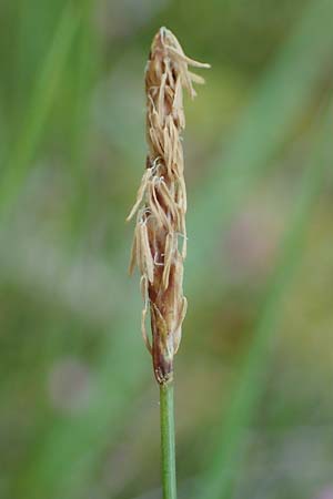 Carex dioica \ Zweih�usige Segge / Dioecious Sedge, D  2.6.2023