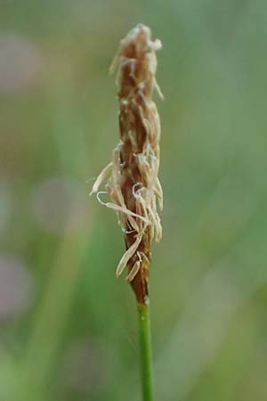Carex dioica \ Zweih�usige Segge / Dioecious Sedge, D  2.6.2023