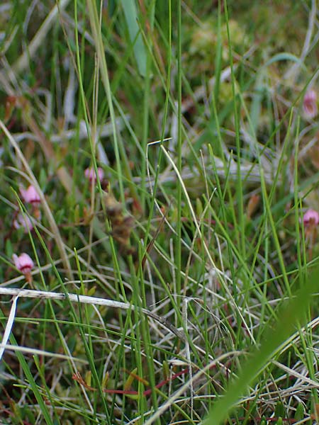 Carex dioica \ Zweih�usige Segge / Dioecious Sedge, D  2.6.2023