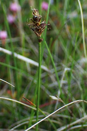 Carex dioica \ Zweih�usige Segge / Dioecious Sedge, D  2.6.2023