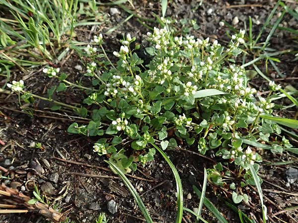 Cochlearia danica \ D�nisches L�ffelkraut / Danish Scurvy-Grass, D Karlsruhe 5.4.2024
