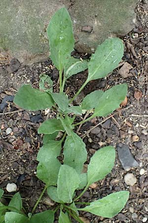 Lepidium draba \ Pfeilkresse / Hoary Cress, D Mannheim 8.9.2024