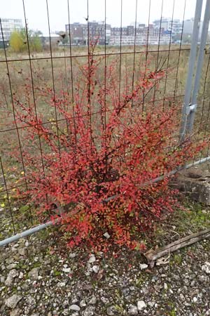 Cotoneaster divaricatus \ Sparrige Zwergmispel, Gl�nzende Zwergmispel / Spreading Cotoneaster, D Mannheim 9.11.2024