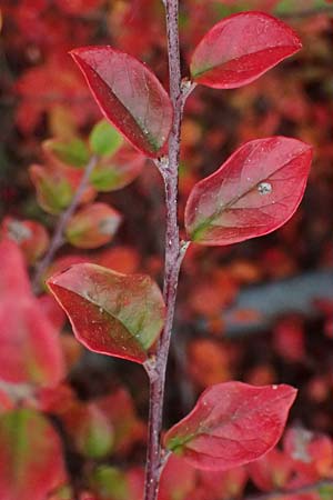 Cotoneaster divaricatus \ Sparrige Zwergmispel, Gl�nzende Zwergmispel / Spreading Cotoneaster, D Mannheim 9.11.2024
