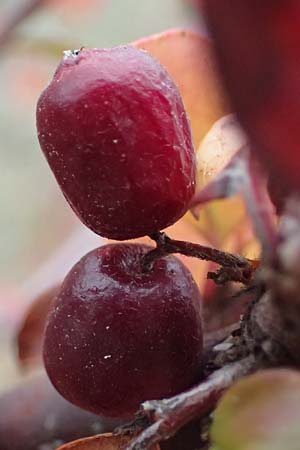 Cotoneaster divaricatus \ Sparrige Zwergmispel, Gl�nzende Zwergmispel / Spreading Cotoneaster, D Mannheim 9.11.2024