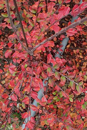 Cotoneaster divaricatus \ Sparrige Zwergmispel, Gl�nzende Zwergmispel / Spreading Cotoneaster, D Mannheim 9.11.2024