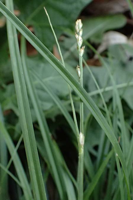 Carex divulsa \ Unterbrochen�hrige Segge / Berkeley Sedge, European Grey Sedge, D Mannheim 14.9.2025