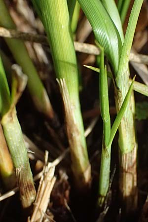 Carex disticha \ Zweizeilige Segge / Brown Sedge, Two-Ranked Sedge, D Isny 31.10.2025