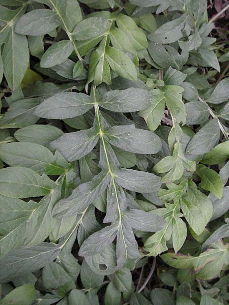 Centaurea thuillieri \ Thuillier-Flockenblume / Thuillier's Knapweed, D Quedlinburg 4.11.2006