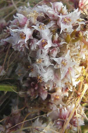 Cuscuta epithymum \ Quendel-Seide / Dodder, D Neuleiningen 27.7.2007