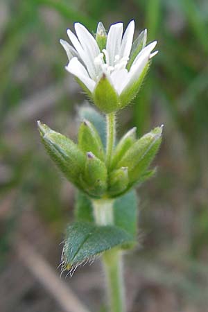 Cerastium holosteoides \ Gew�hnliches Hornkraut / Common Mouse-Ear, D Krumbach 8.5.2010