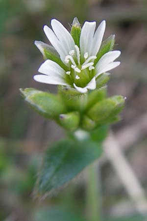 Cerastium holosteoides \ Gew�hnliches Hornkraut / Common Mouse-Ear, D Krumbach 8.5.2010
