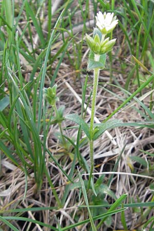 Cerastium holosteoides \ Gew�hnliches Hornkraut / Common Mouse-Ear, D Krumbach 8.5.2010